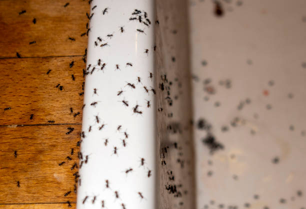 Best Pest Prevention Services  in Nyssa, OR